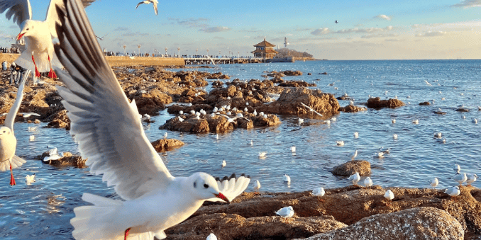 正规社打造山海相映轻奢体验新葡京青岛三日游旅行团(图3)